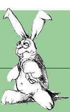 rabbit